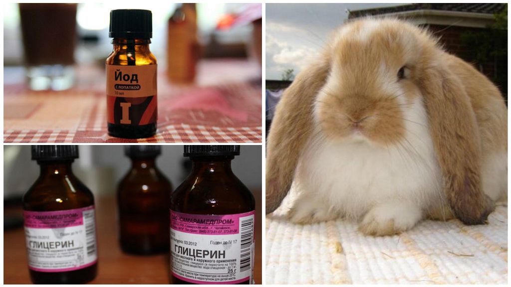 Болезни ушей у кроликов: симптомы и их лечение