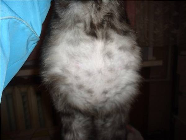 Почему у кота раздулся живот и бока - oozoo.ru