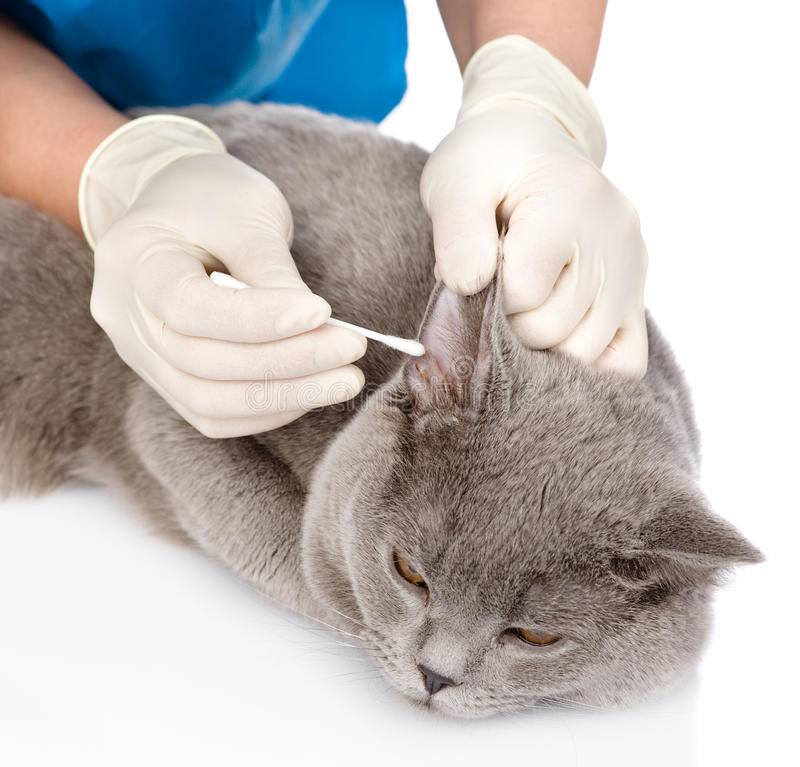 Как почистить уши кошке в домашних условиях: необходимость обработки, техника промывания