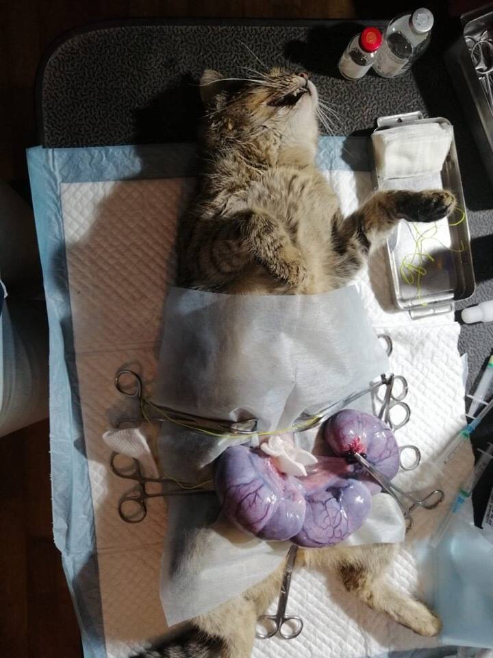 Можно ли стерилизовать кошку во время течки: последствия
