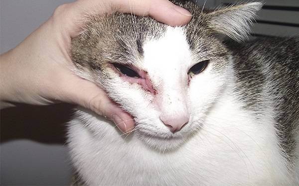 Аллергия у кошки. 21 симптом указывающий на аллергию