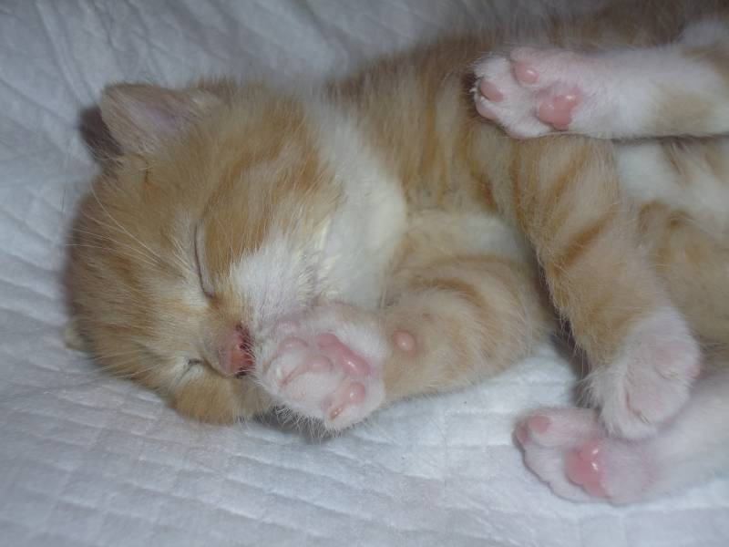 Кошка храпит во сне: что можно или нужно делать