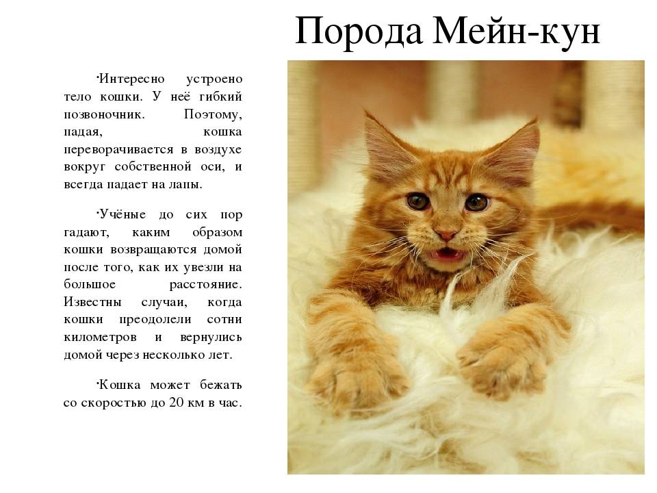 Мейн-кун: фото, описание, окрас, характер, стандарт породы кошек