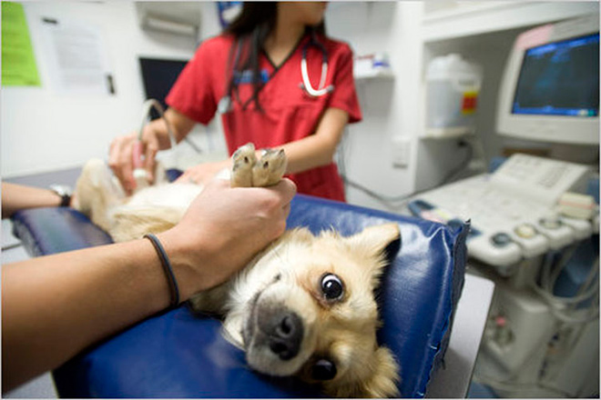 Пиометра у собак симптомы и лечение, фото