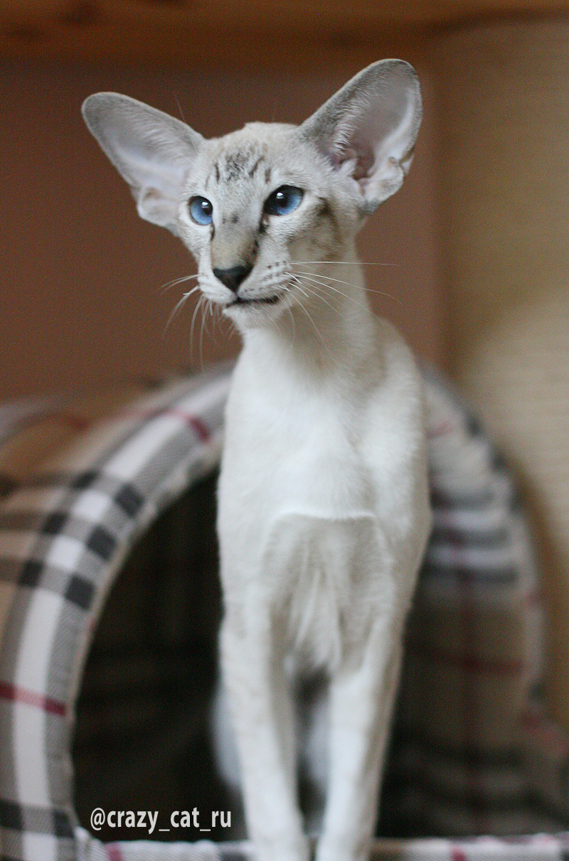 Кошки с большими ушами: обзор пород