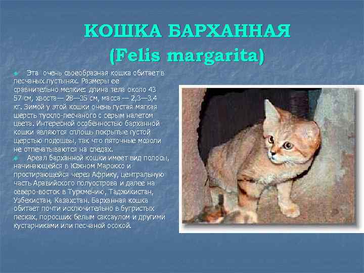 Бурма, или бурманская короткошёрстная кошка - фото, характер, отзывы