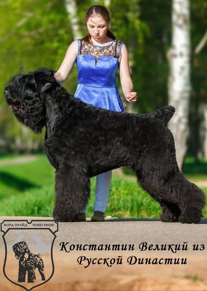 Русский чёрный терьер — хороший охранник и домашний компаньон