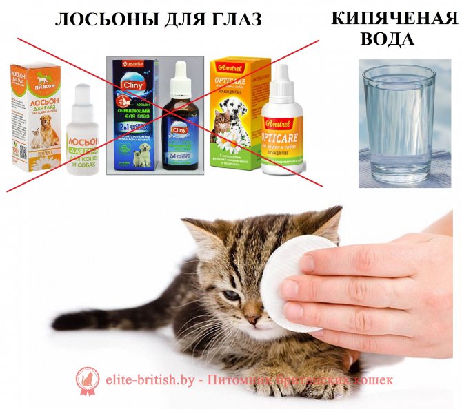Основные правила кормления британской породы - сухой корм, натуральное питание - котешка.ру
