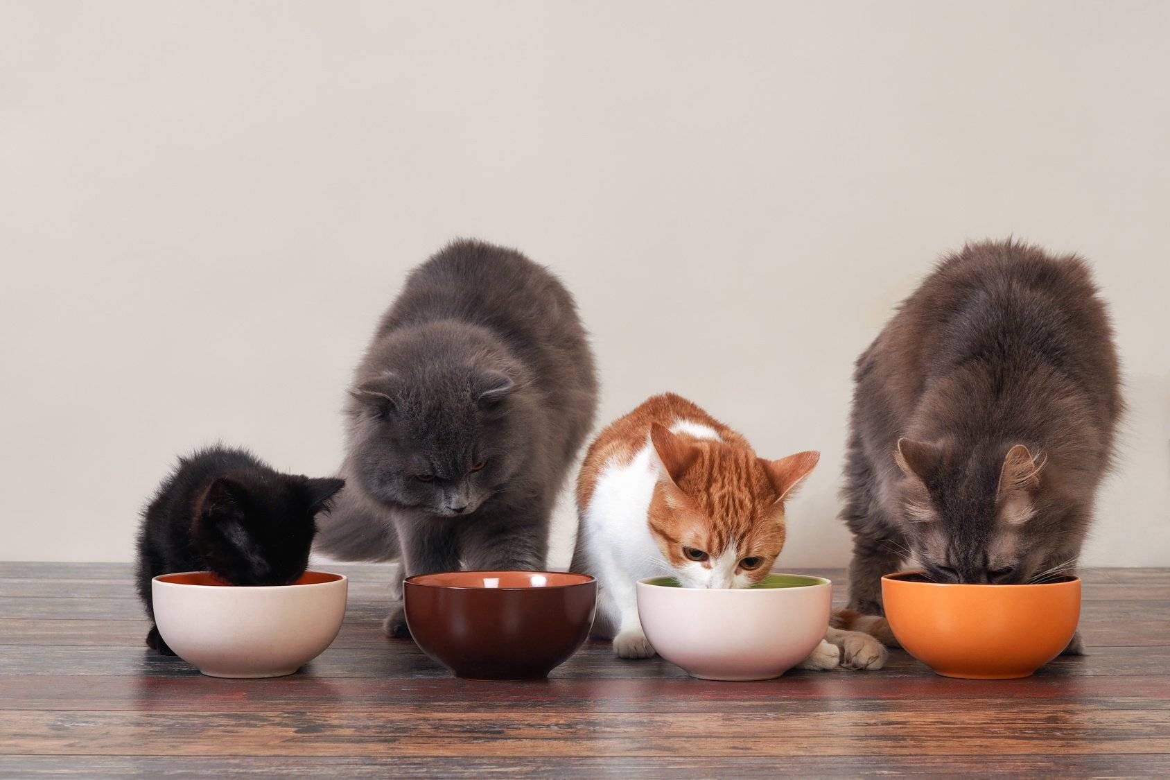 Почему коты закапывают миску с едой: кошка скребет пол