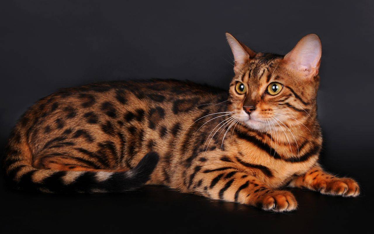 Тигровая кошка: обзор самых популярных пород с диким полосатым окрасом