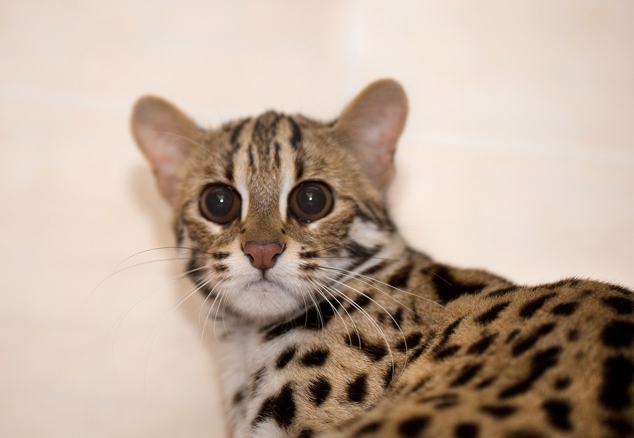 Леопардовая порода кошек