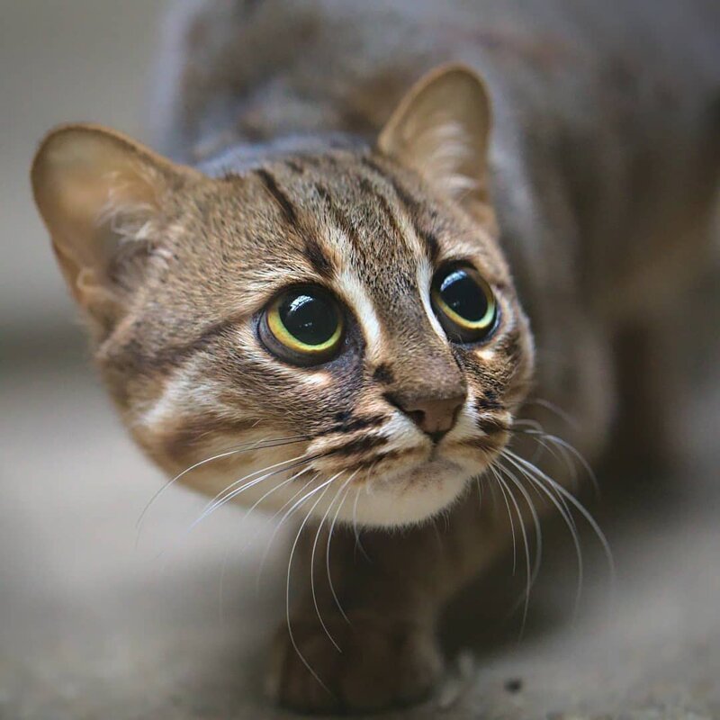 Топ 10 самых маленьких пород кошек в мире - названия, фотографии и описание
