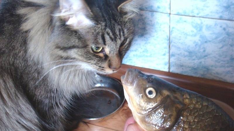 Почему хочу рыбу. Рыба кошка. Кот и рыбка. Кошка ест рыбу. Кошка любит рыбу.