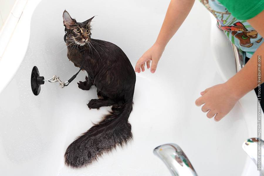Можно ли купать кошек и как часто - как правильно купать кошку, если она боится воды, можно ли пользоваться обычным шампунем - лапы и хвост