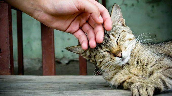 10 болезней, чем можно заразиться от кошки человеку