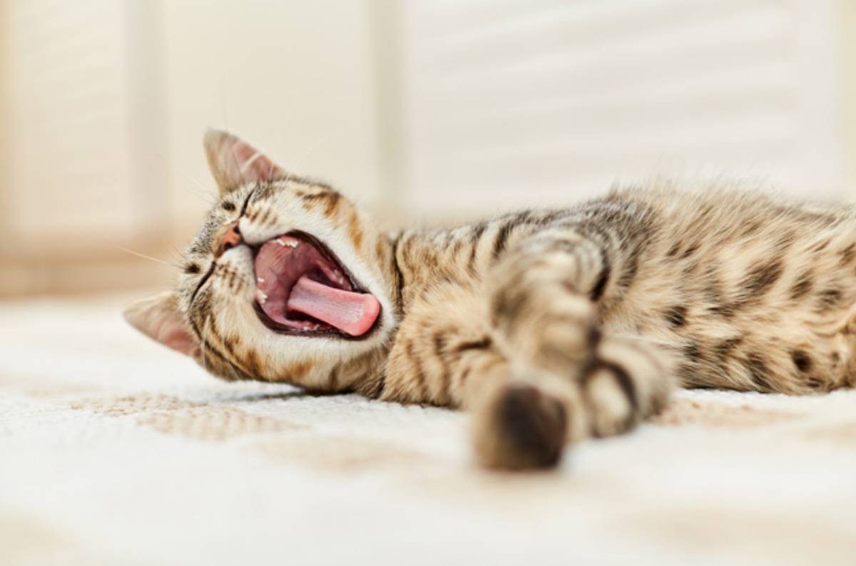 Почему коты зевают когда с ними разговаривают. кот зевает, когда ему душно