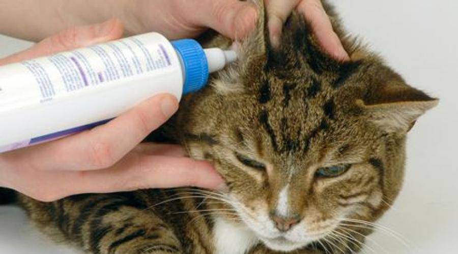 Как почистить коту уши (в домашних условиях) | кот и кошка