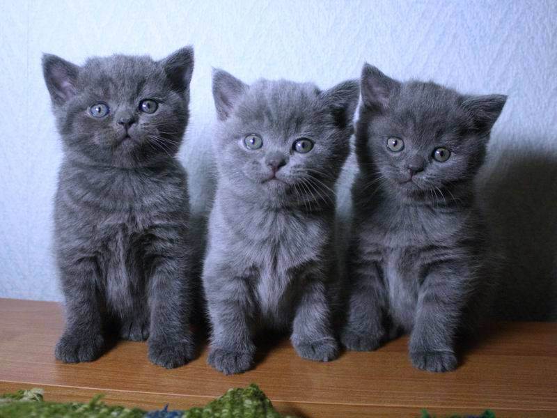 Британская короткошёрстная кошка: характер и особенности ухода