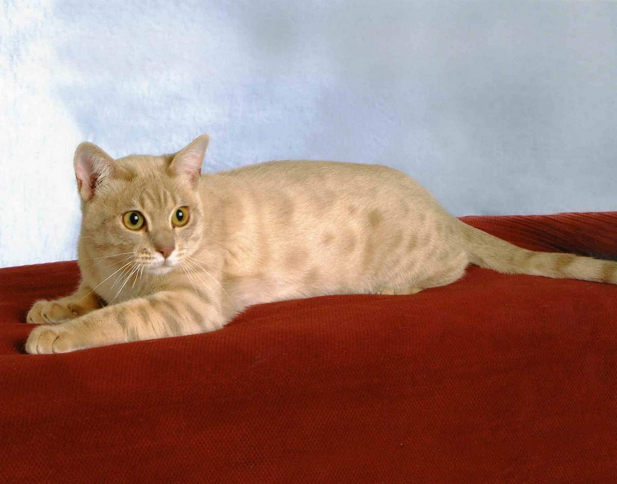 Австралийский мист - описание породы и характер кошки