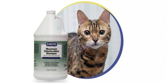 Хлоргексидин для кошек