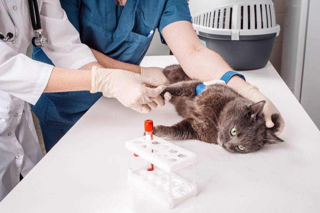 Кровь в моче у кошки: причины, лечение, профилактика