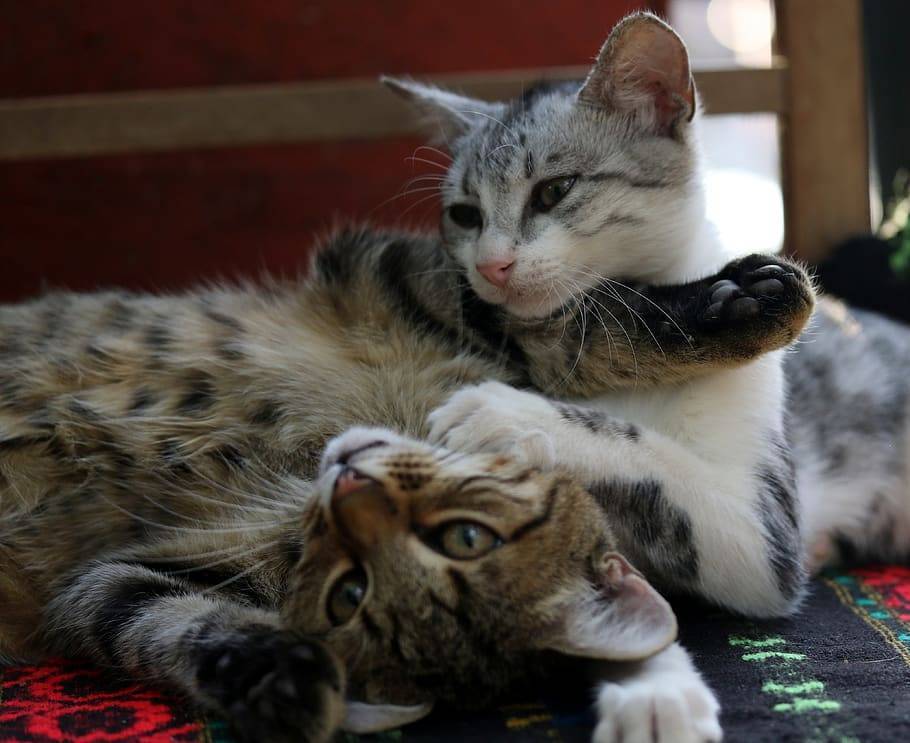 Почему кошки дерутся между собой и как их подружить?