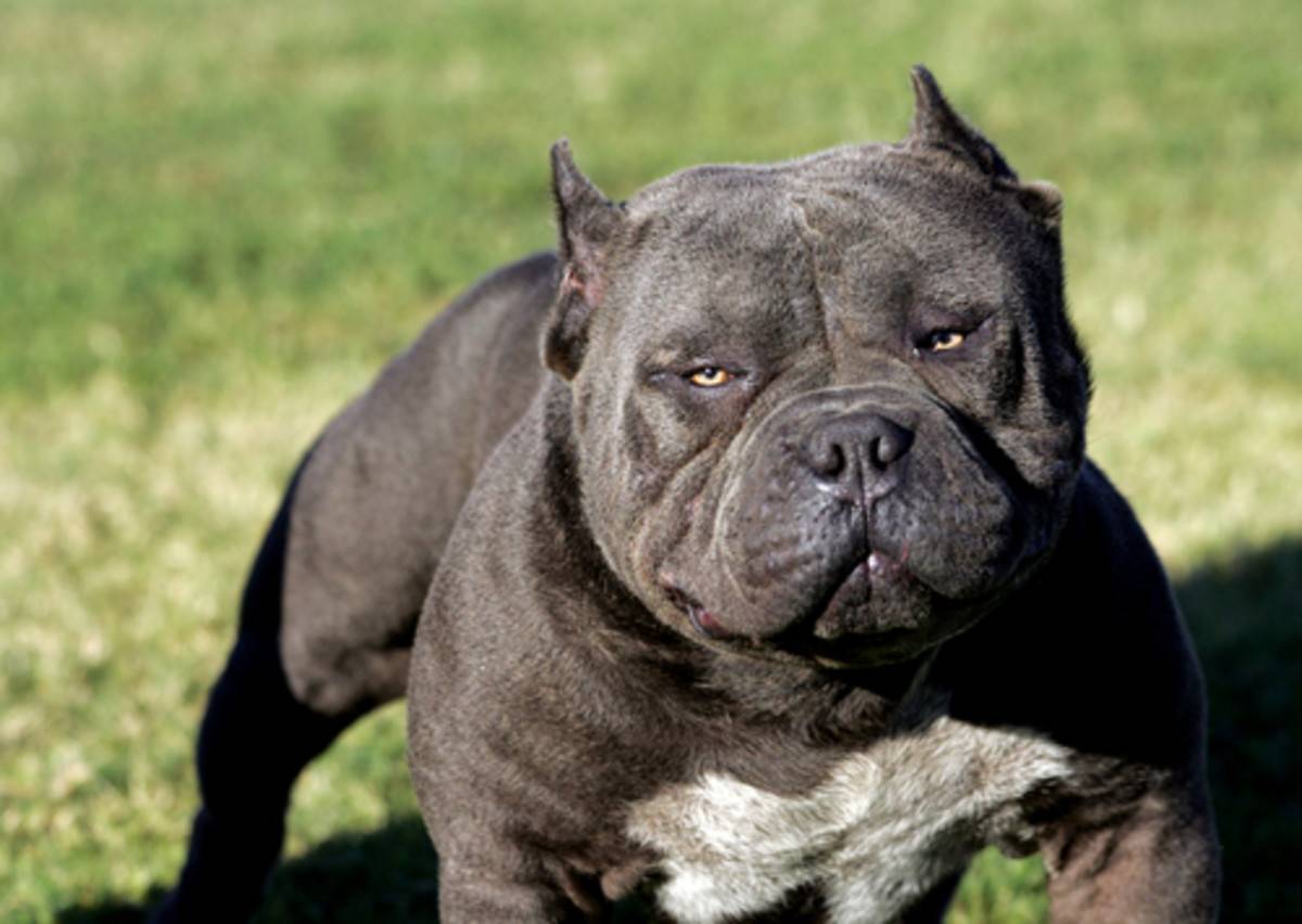 Топ-10 самых опасных собак в мире: обзор пород, краткая характеристика и фото