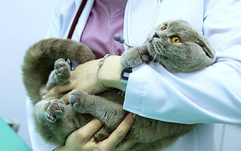 Остеохондродисплазия у кошек как лечить. остеохондродисплазия кошек: приговор или нет