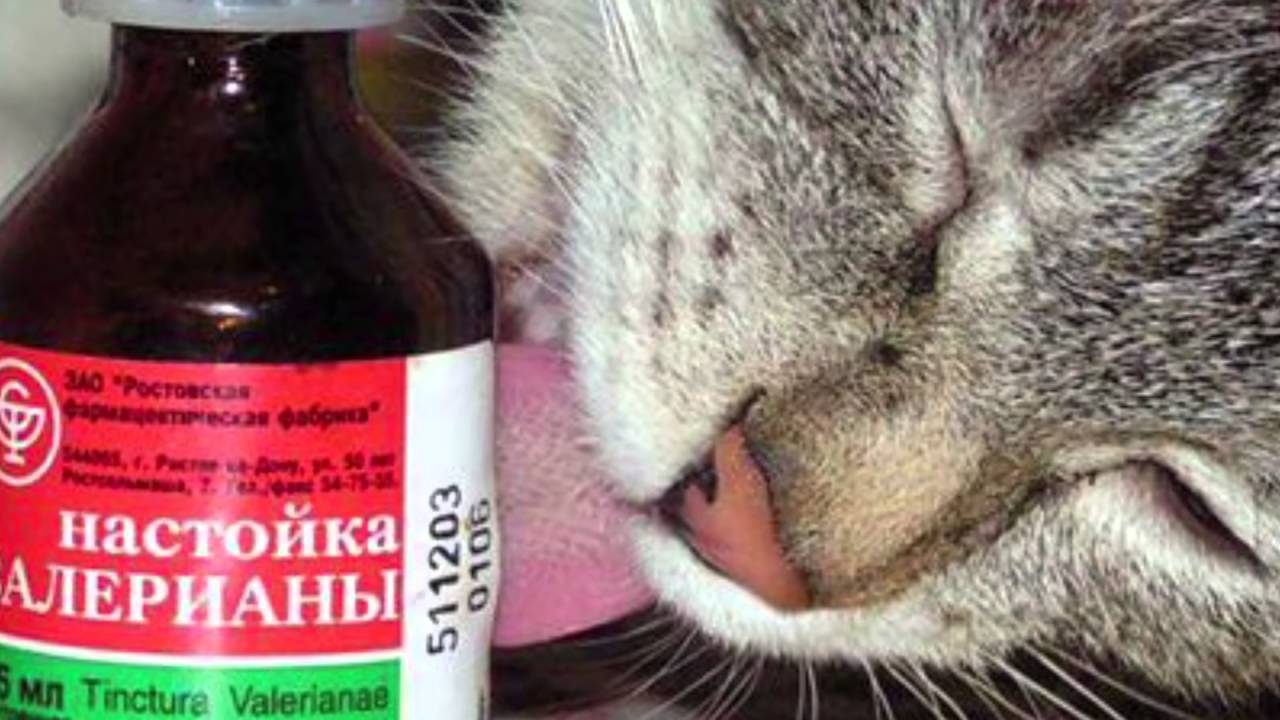 Валерьянка для кошек: как действует валериана в разных формах на животное, можно ли им ее давать?