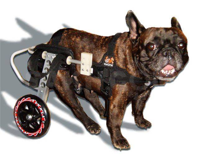 Как выбрать инвалидную коляску для домашнего животного?