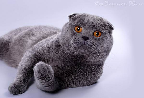 Скоттиш фолд – кошка с «детским выражением» мордочки