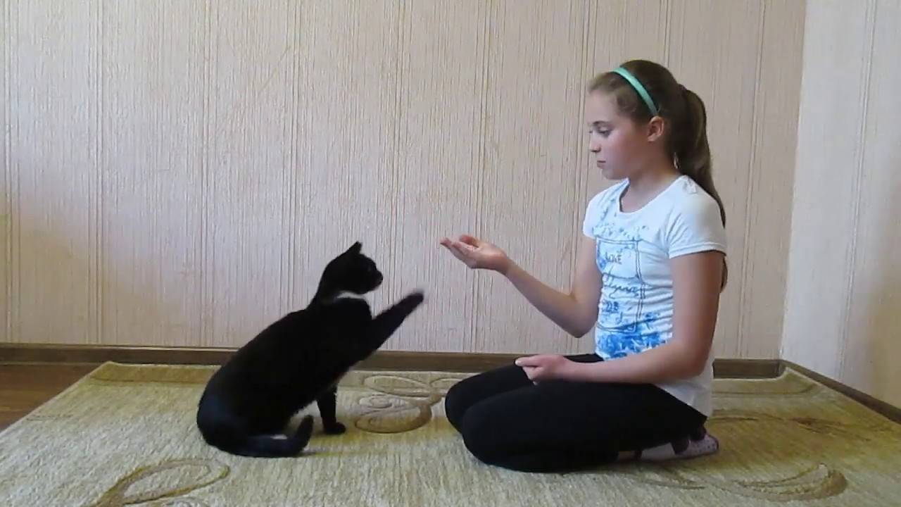 Как дрессировать кота в домашних условиях: простые правила и команды, чтобы научить котенка трюкам