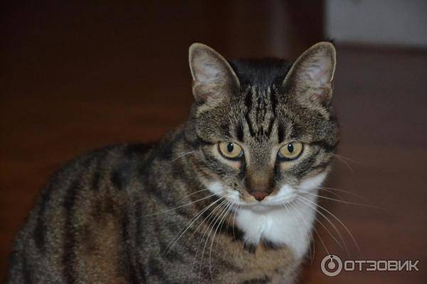 Подробное описание и повадки котов крысоловов - oozoo.ru