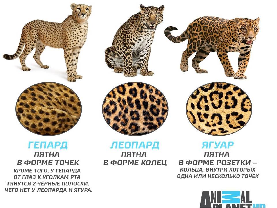 Азиатская леопардовая кошка: описание, характер, среда обитания и образ жизни, фото