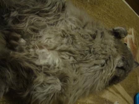 Колтуны у кошки: причины сваливания шерсти в комки, что делать, способы удаления