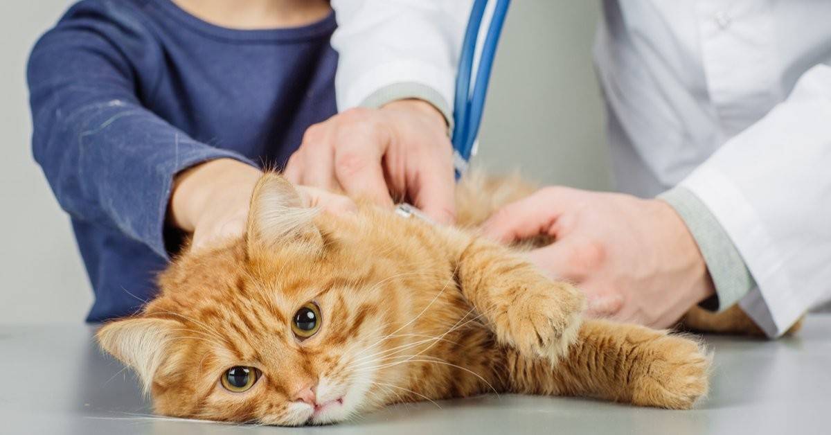 Панкреатит у кошек - 125 фото и видео основных симптомов и способов лечения