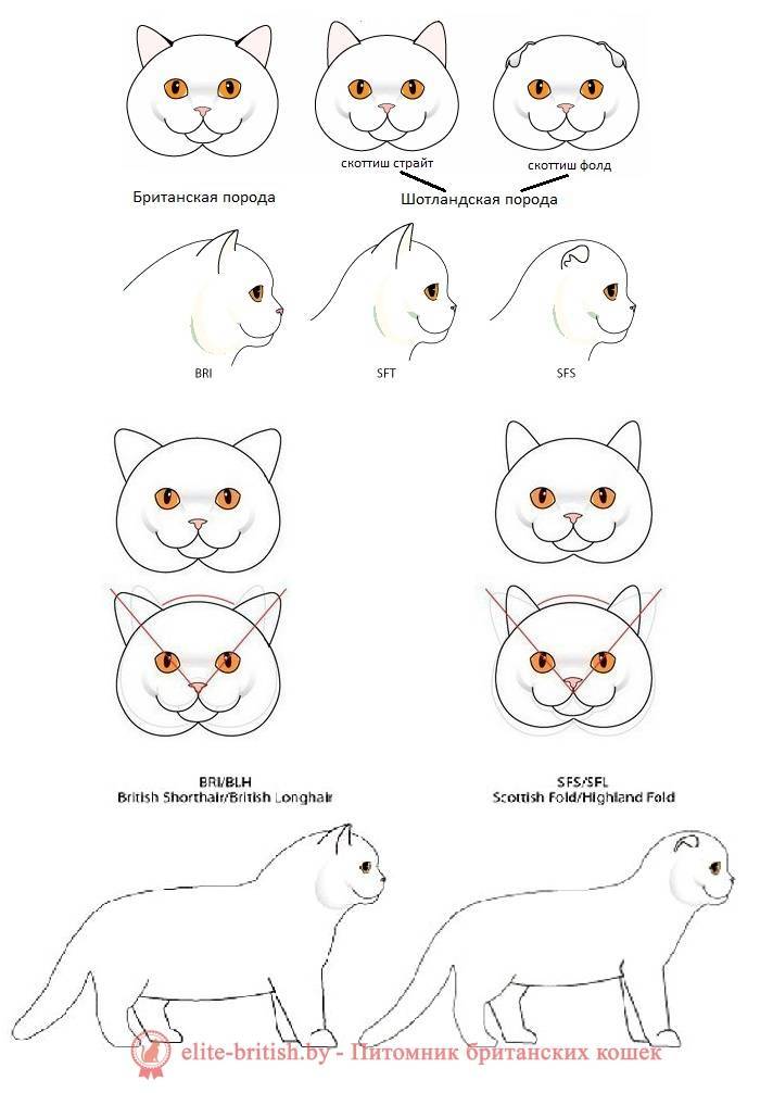 Вислоухий британец: описание и фото непризнанной породы кота, характер кошки и выбор британского котёнка, уход за питомцем и его содержание