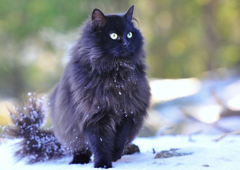 Норвежская лесная кошка: описание породы и характера