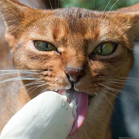 Можно ли кошке давать есть мороженое? ???? за или против? ????