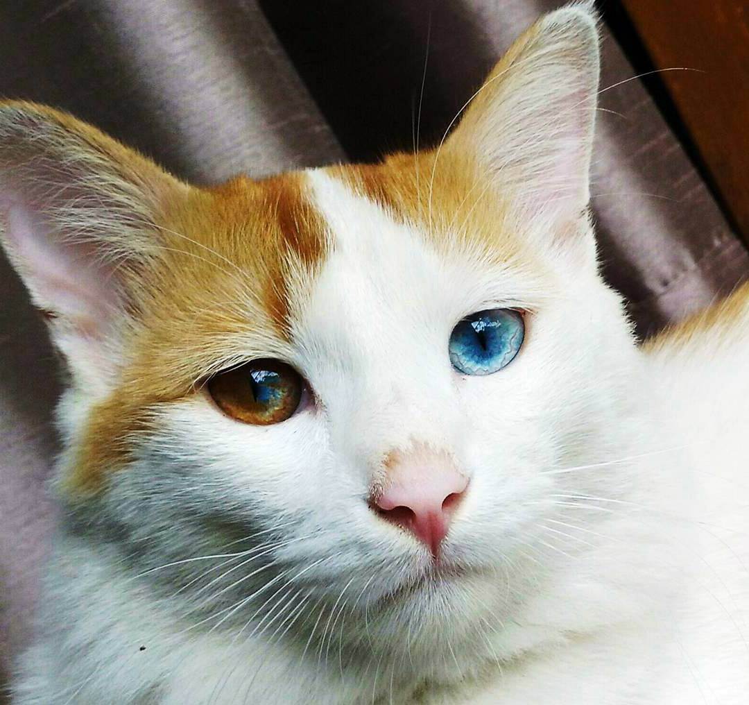 По какой причине рождаются кошки с разными глазами?