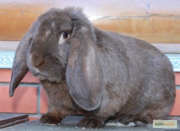 Кролики породы французский баран: ? описание, характеристика и отзывы