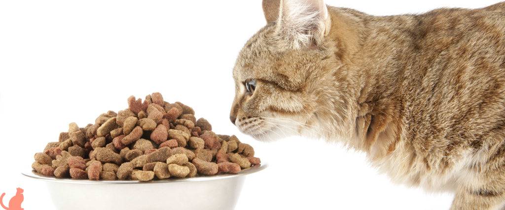 Чем кормить кота после болезни - муркин дом