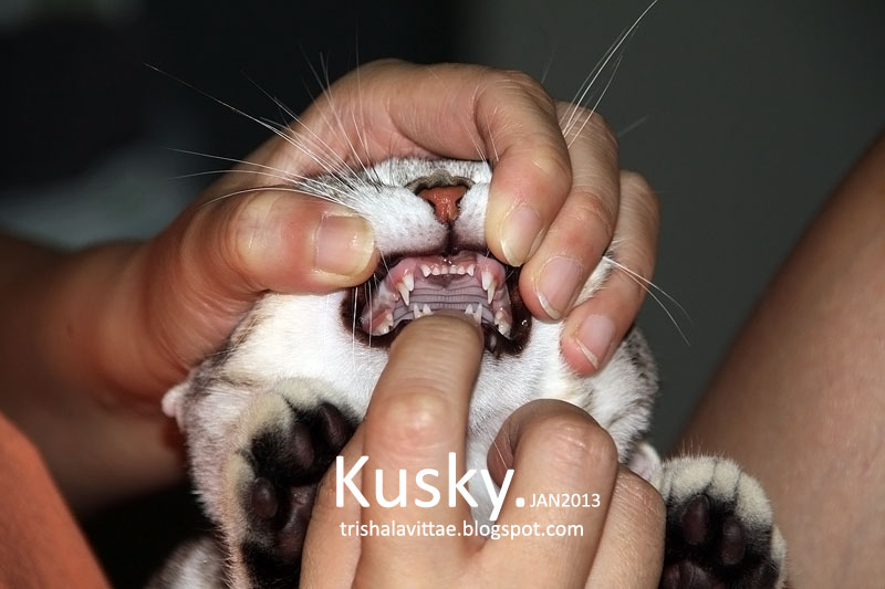 Есть ли у кошек молочные зубы и когда они выпадают: когда меняются