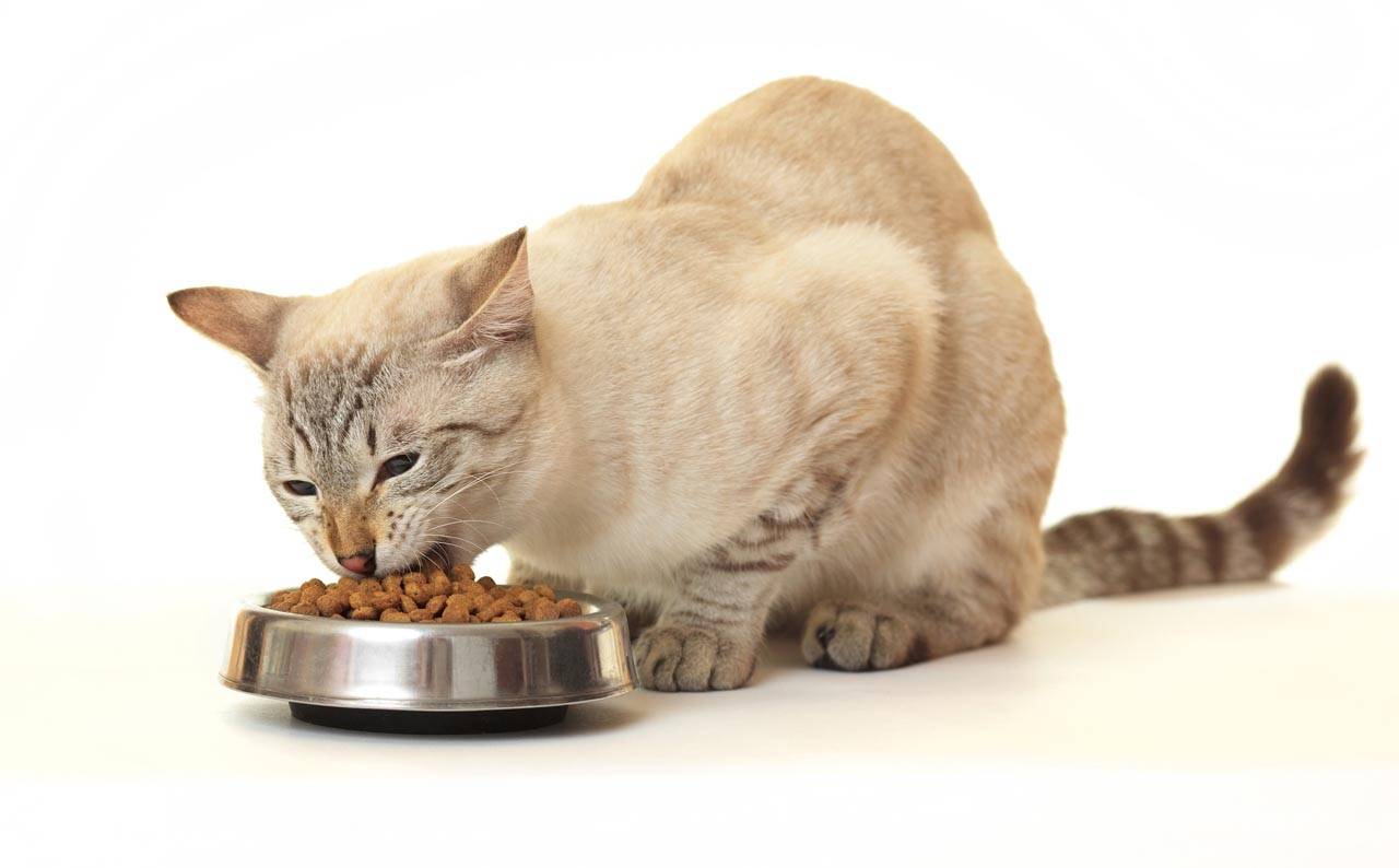 Можно кормить не породистую стерилизационую кошку только вареной рыбой - кошки и собаки