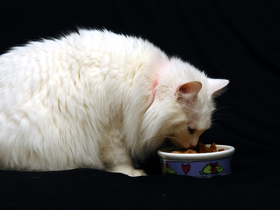 Кошачья полигафия – или почему ваша кошка постоянно хочет есть?