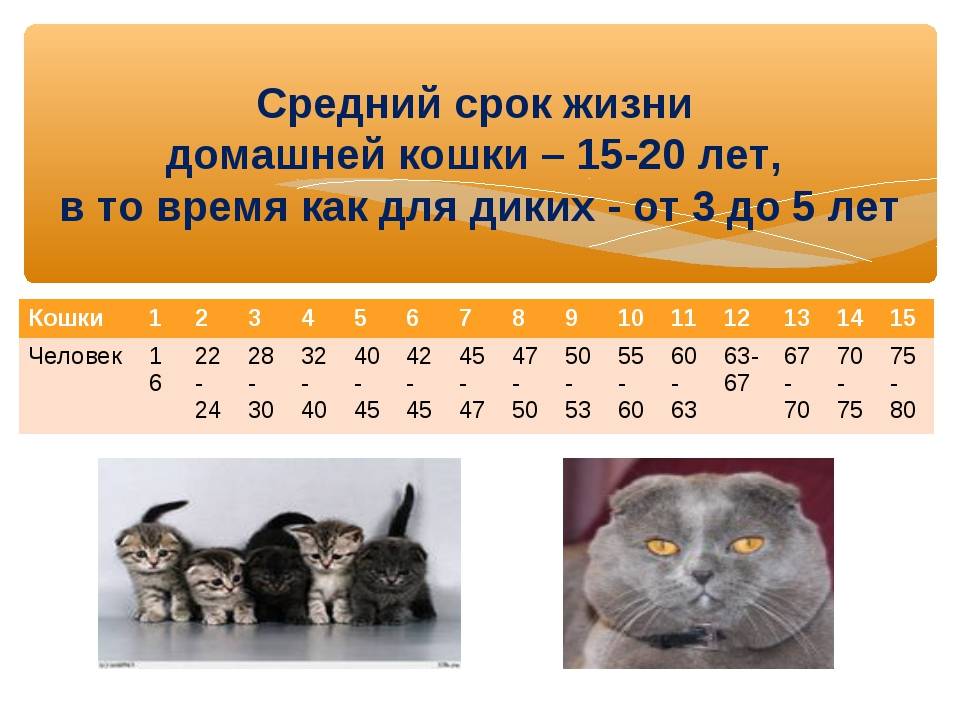 Сколько живут кошки | животный мир