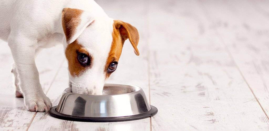 Профессиональный корм для собак: как выбрать и «с чем его едят»
