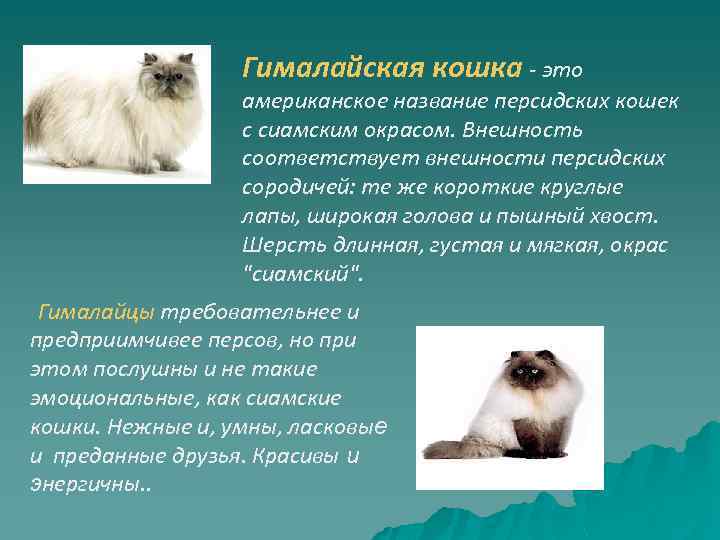 Гималайская кошка фото описание породы, характер, достоинства и недостатки