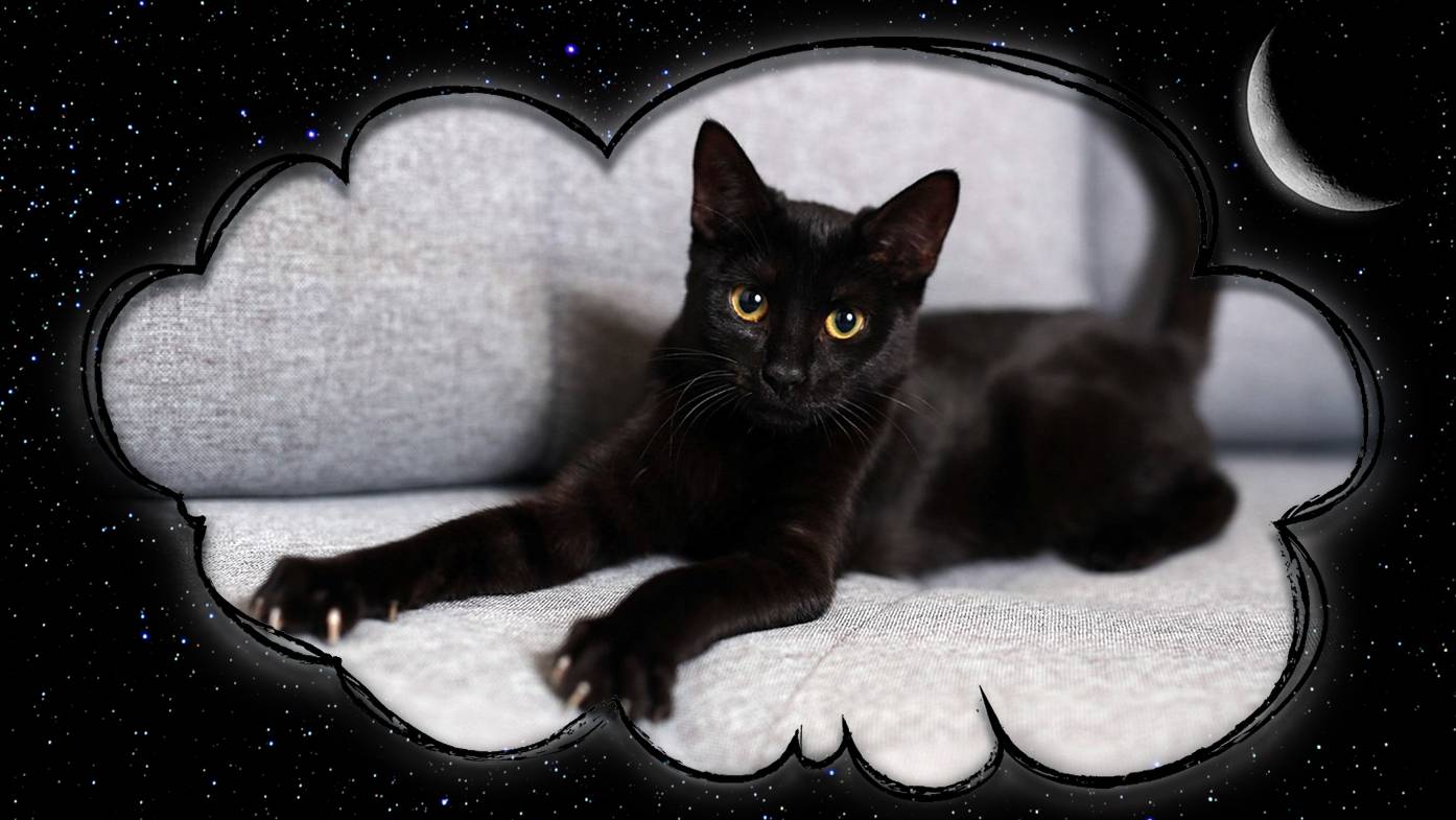 Сонник черный кот или кошка. к чему снится черный кот или кошка видеть во сне - сонник дома солнца