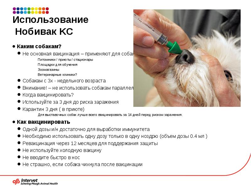 Собака после прививки: уход, ограничения, осложнения
